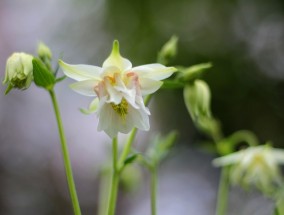 花卉石柱下的花卉园生殖医院石柱花卉批发市场