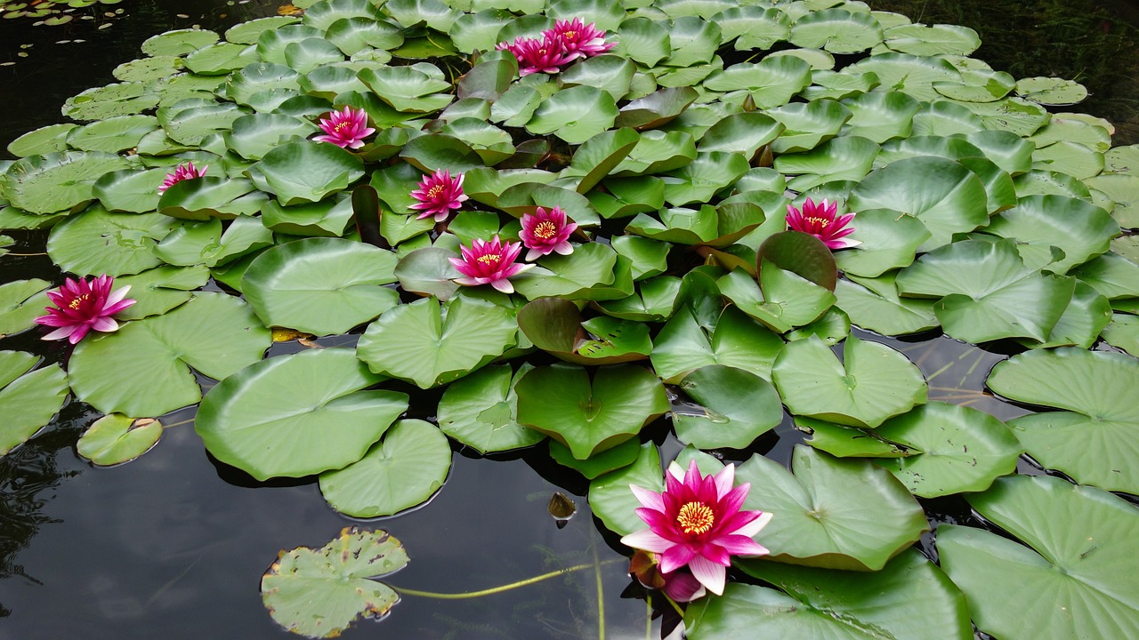 临海市时令花卉绿植直销——喜阳光不费心的花卉选择临海什么花  第1张